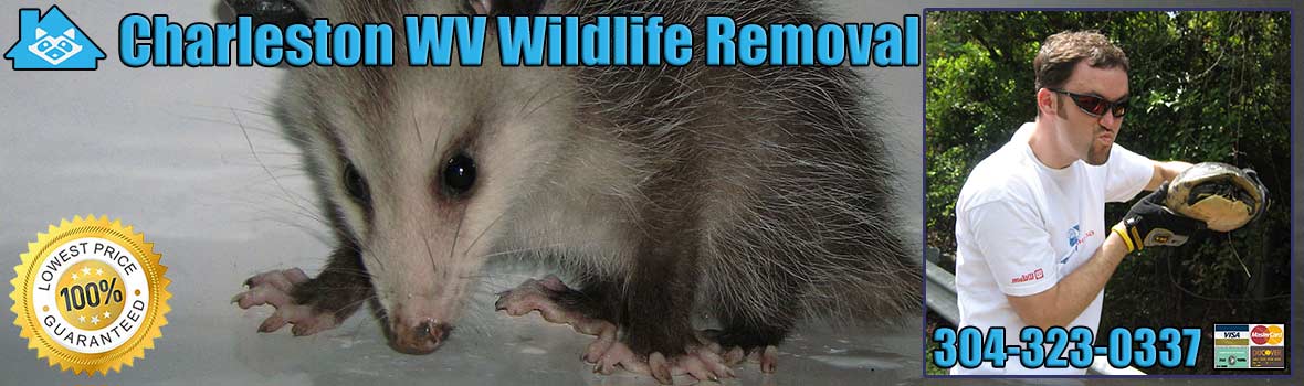 Charleston Wildlife and Animal Removal